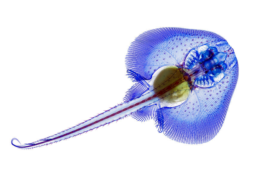 Fish Photograph - Little Skate by Adam Summers