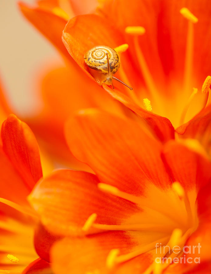 Little snail on red crocus flower Photograph by Anna Om