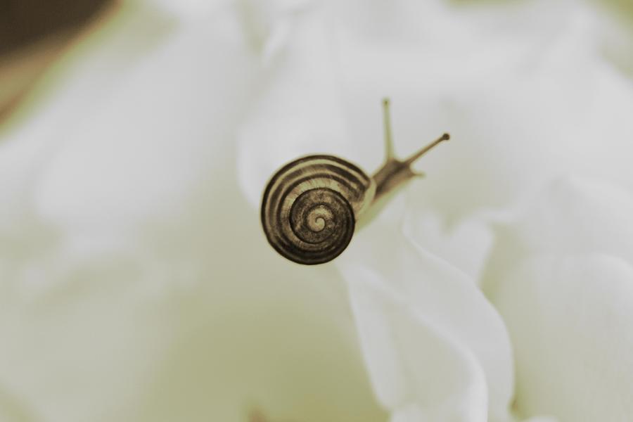 Little Snail on White Rose Photograph by The Art Of Marilyn Ridoutt-Greene