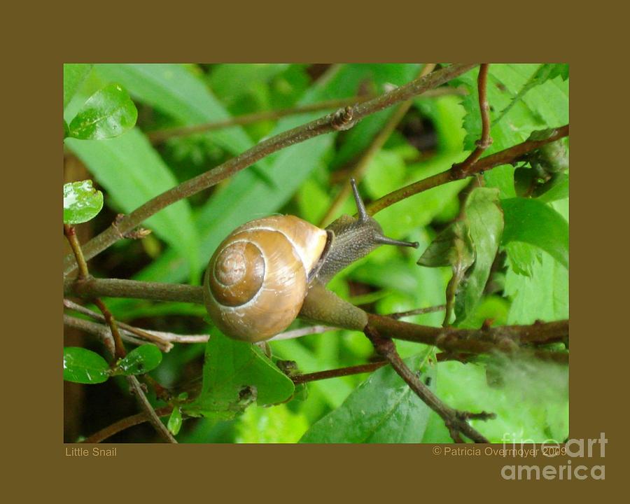 Little Snail Photograph by Patricia Overmoyer