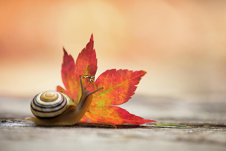 Little Snail Watching An Autunm Leave Photograph by Fine Art Nature Photography