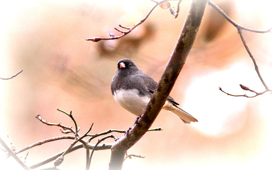 Bird Photograph - Little Snowbird - Junco 3738-002 by Travis Truelove