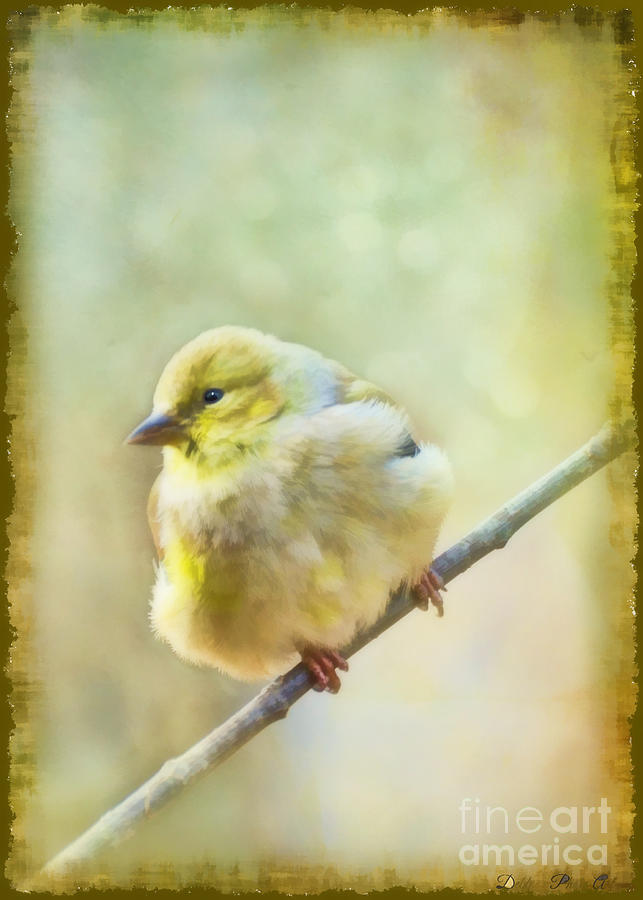 Little Softie Gold Finch - Digital Paint Photograph by Debbie Portwood