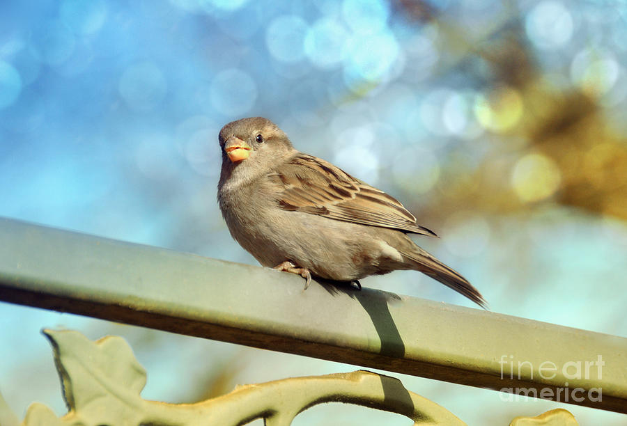 Little Sparrow  Photograph by Elaine Manley