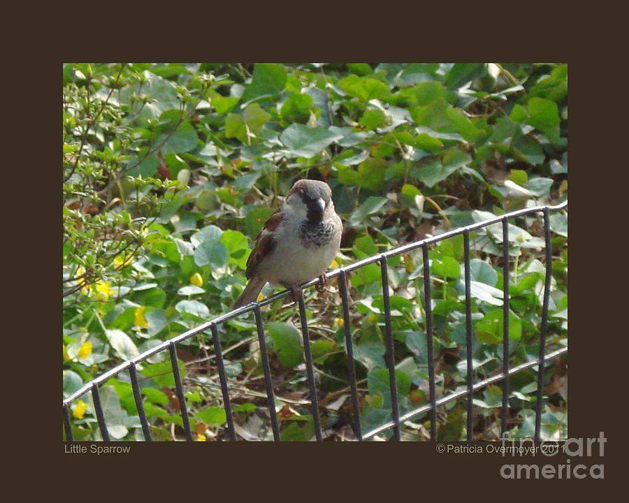 Little Sparrow Photograph by Patricia Overmoyer