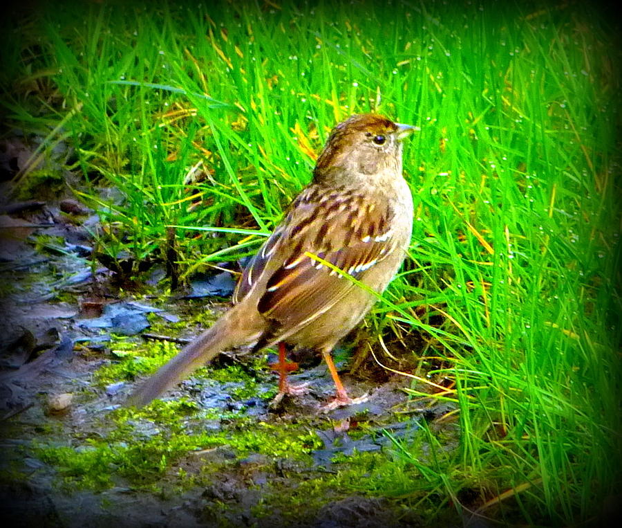 Little Sparrow Photograph by Susan Garren