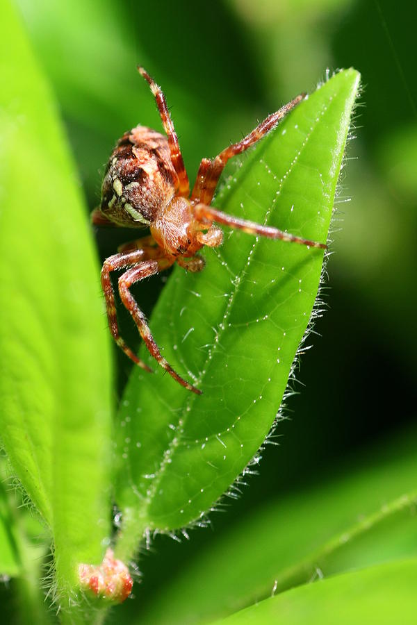 Little Spider Photograph by Jeremy Hayden