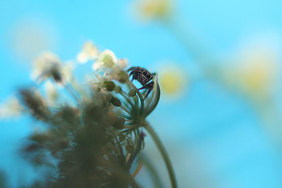 Little Spider Photograph by Rachelle Johnston