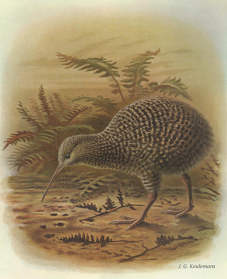 Little Spotted Kiwi Painting by Dreyer Wildlife Print Collections