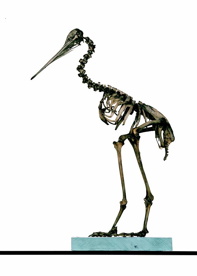 kiwi bird skeleton