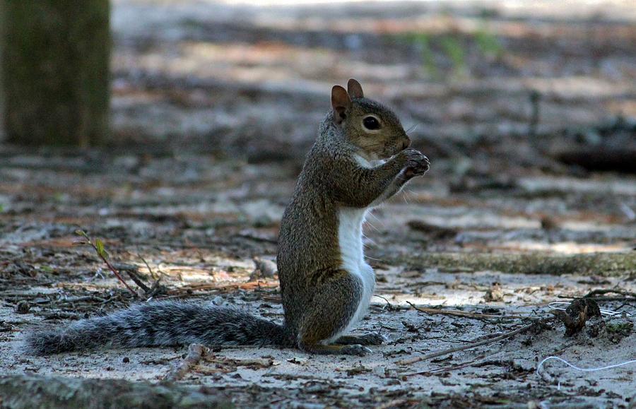 Little Squirrel Photograph by Cynthia Guinn