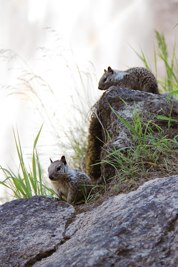 Little Squirrels Photograph by Masha Batkova