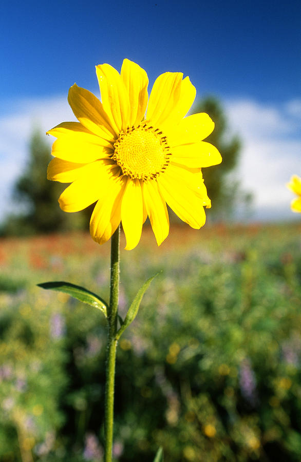 Little Sunflower Photograph by James Steinberg