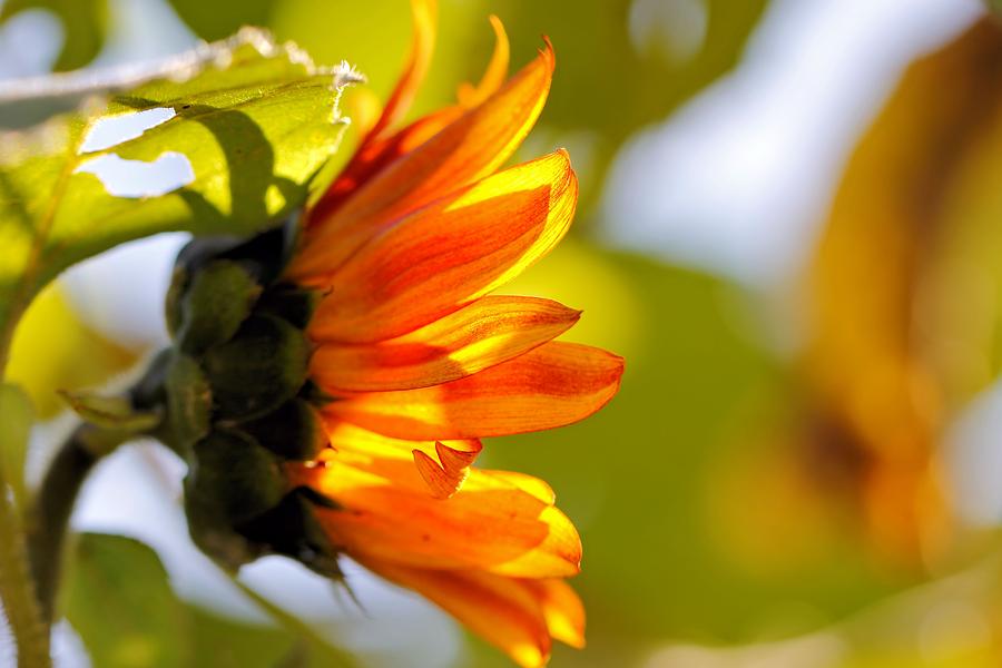 Sunflower Photograph - Little Sunshine by Katherine White