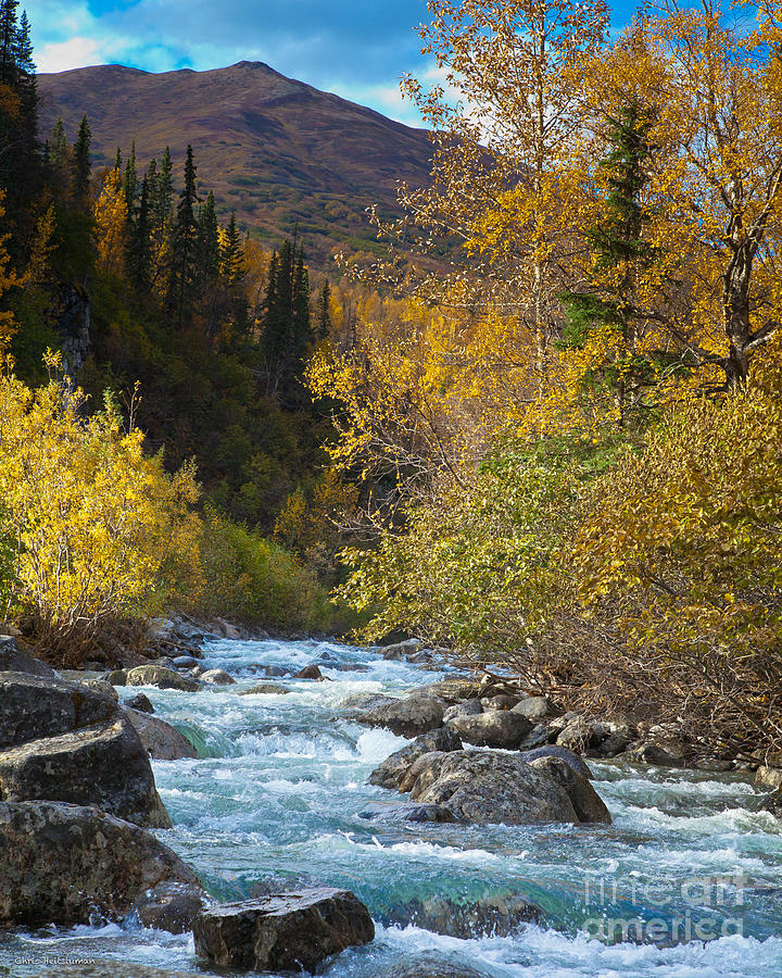 Tree Photograph - Little Susitna River by Chris Heitstuman