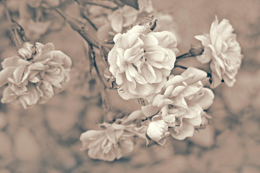 Nature Photograph - Little Tea Roses Beige by Jennie Marie Schell