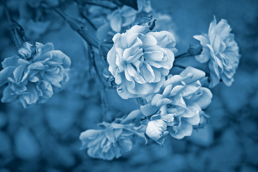 Little Tea Roses Blue Photograph by Jennie Marie Schell