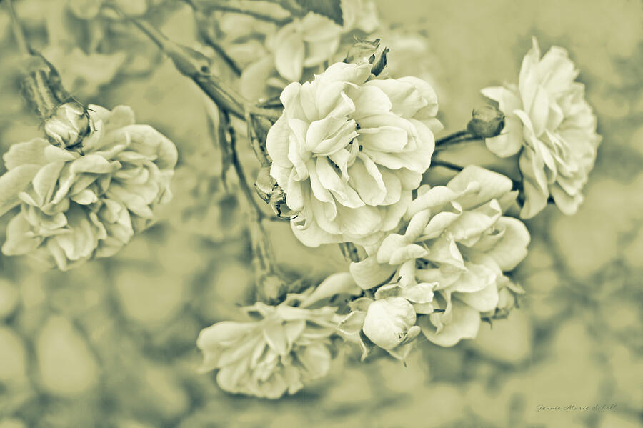 Rose Photograph - Little Tea Roses Celadon Green by Jennie Marie Schell