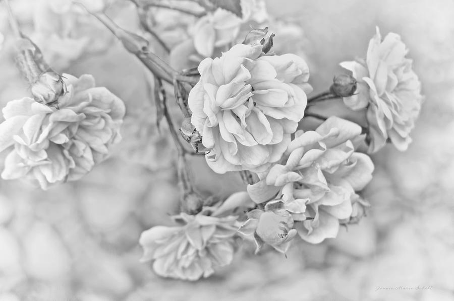 Little Tea Roses Gray Photograph by Jennie Marie Schell