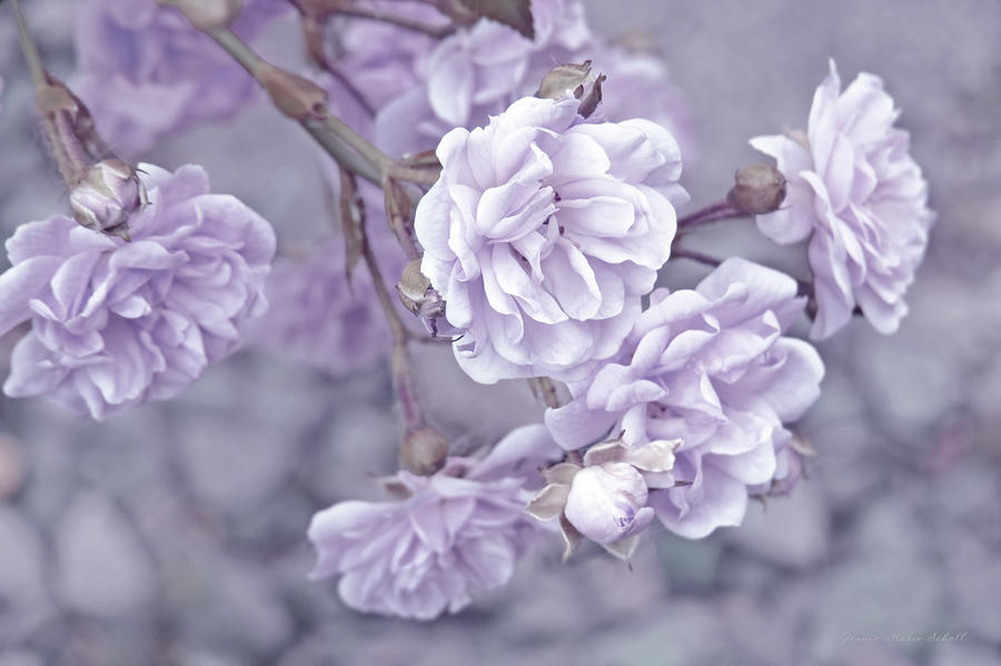 Nature Photograph - Little Tea Roses Lavender by Jennie Marie Schell