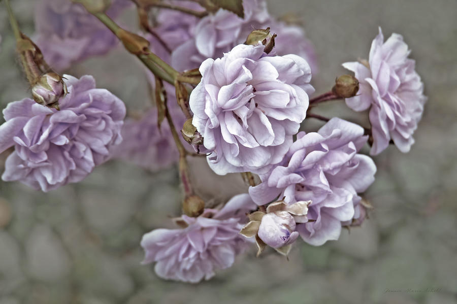 Nature Photograph - Little Tea Roses Purple by Jennie Marie Schell