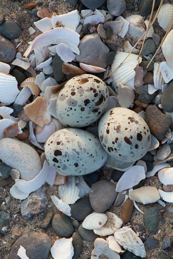 tern eggs