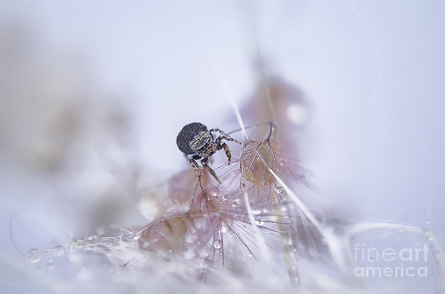 Little Thirsty Spider Photograph by Michelle Meenawong