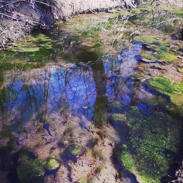 Little Tidal Pool Off The Creek Photograph by Macy Cook