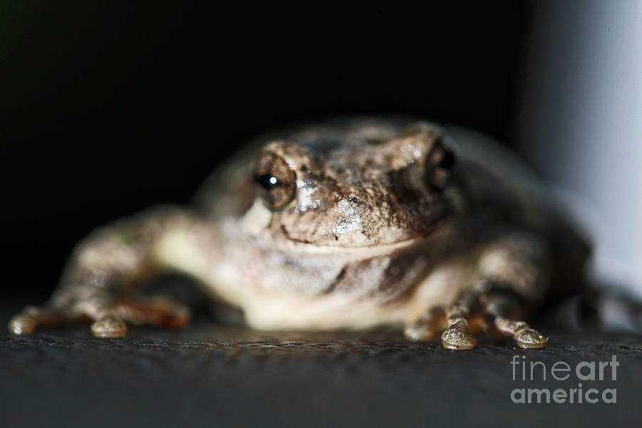 Tiny Tree Frog Macro Photograph by Kate Purdy