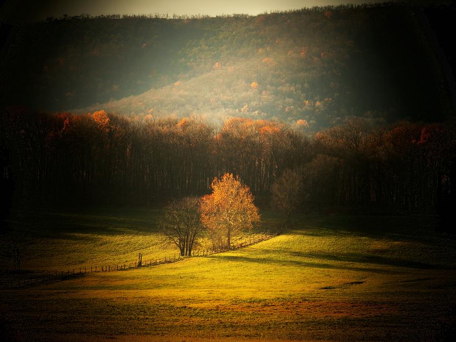 Little Tree in the Valley Photograph by Joyce Kimble Smith