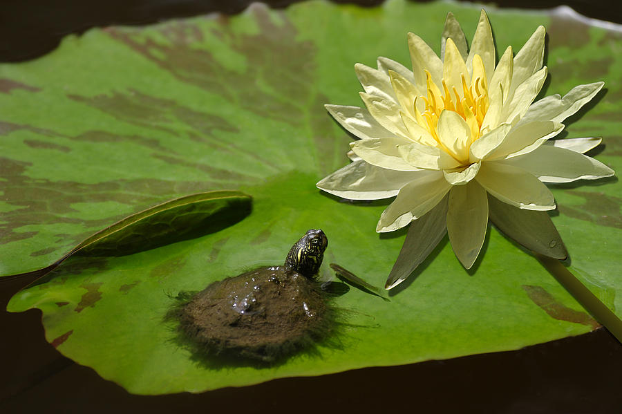 Little Trutle with a Water Lily Photograph by Linda Phelps