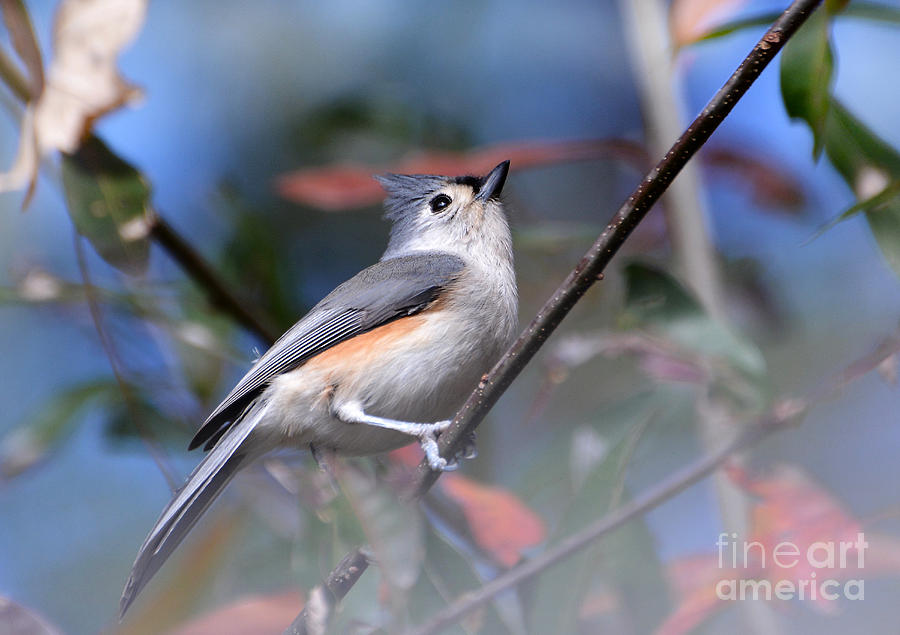 Little Tufted Titmouse Photograph by Kathy Baccari