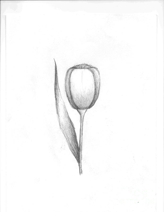 Little Tulip Drawing by Rebecca Christine Cardenas