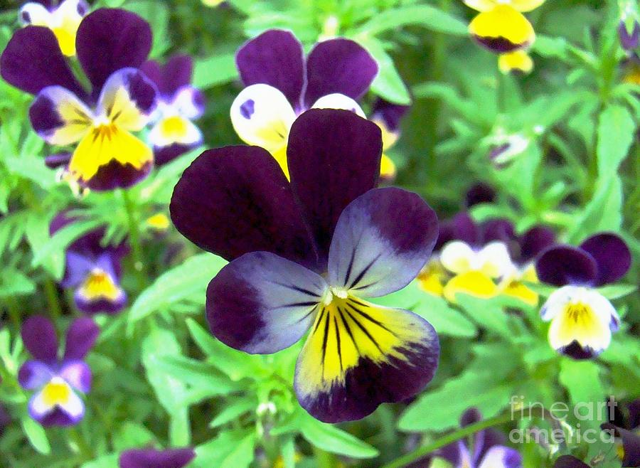 Little Violas Photograph by Margaret Hamilton