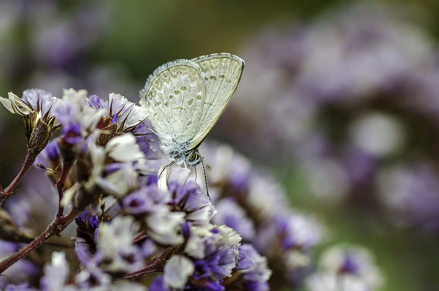 Butterfly Photograph - Little White Butterfly by Jessy Willemse