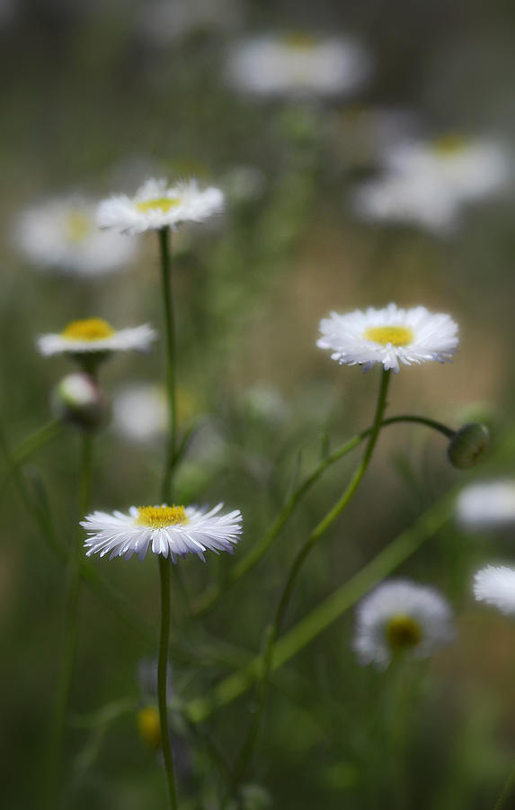 Flower Photograph - Little White Daisies  by Saija Lehtonen