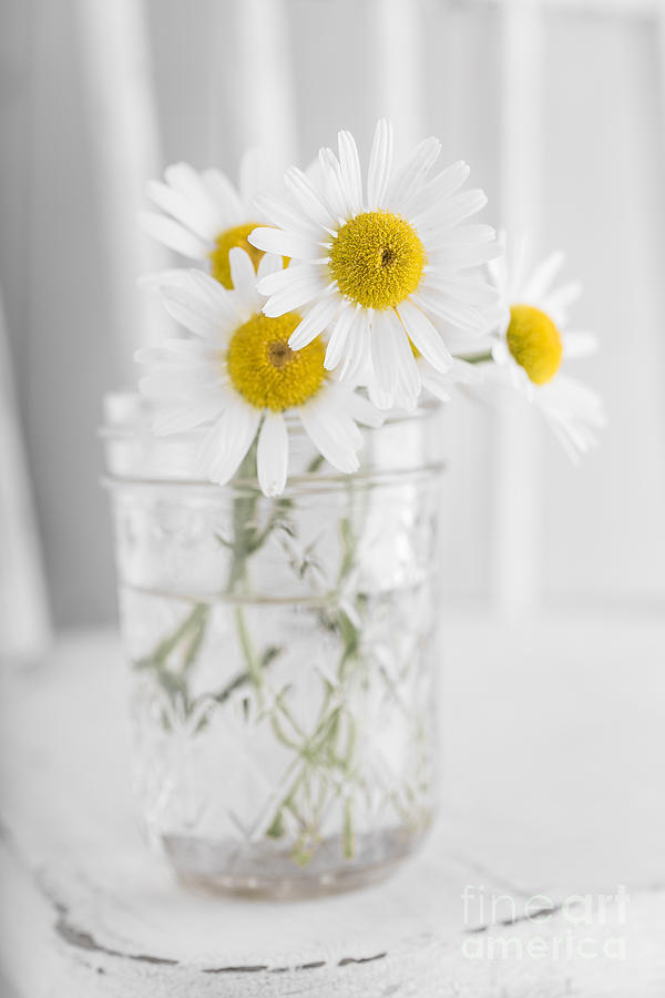 Little white daisy flowers over white Photograph by Edward Fielding