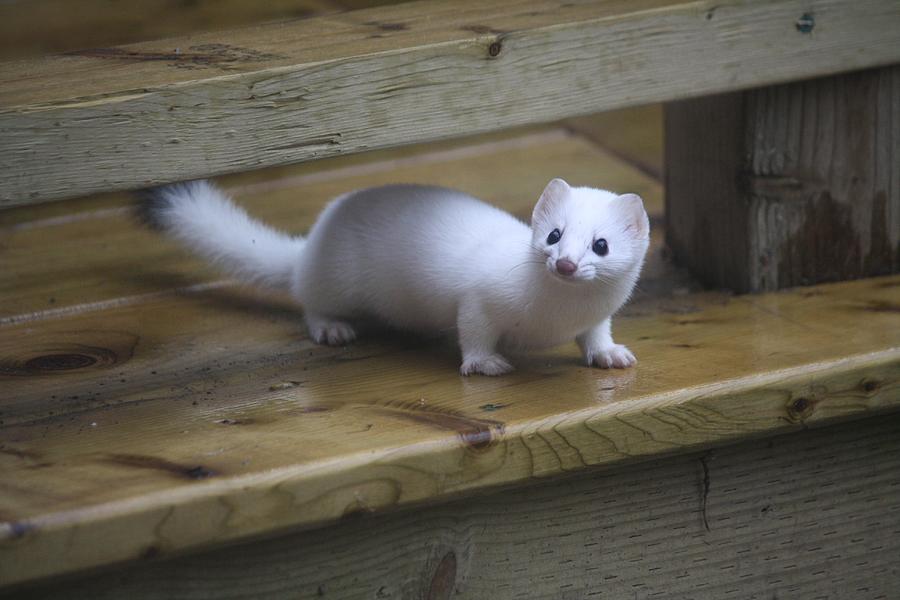 Nature Photograph - Little White Ferret by Sue Chisholm