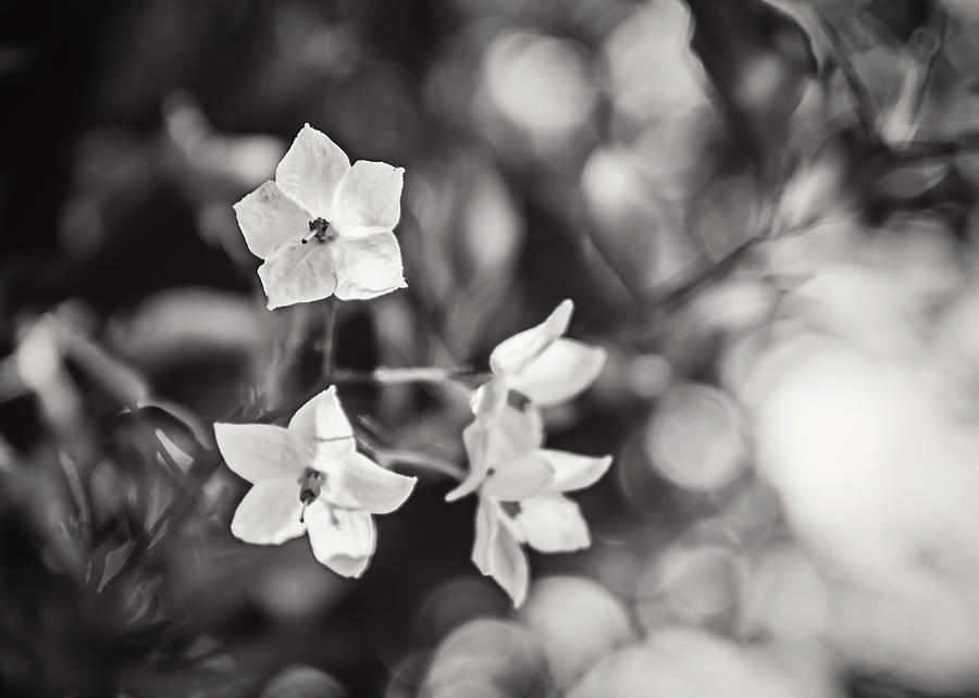 Little White Flowers Photograph by April Reppucci