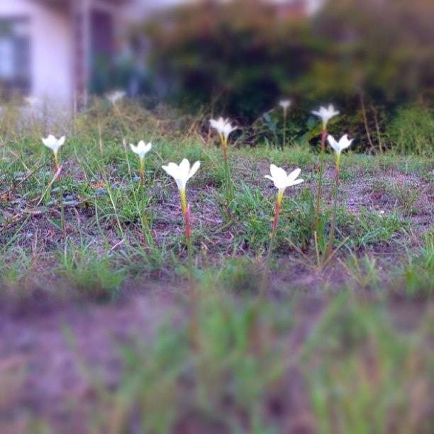 Flower Photograph - Little #white #flowers by Greta Olivas