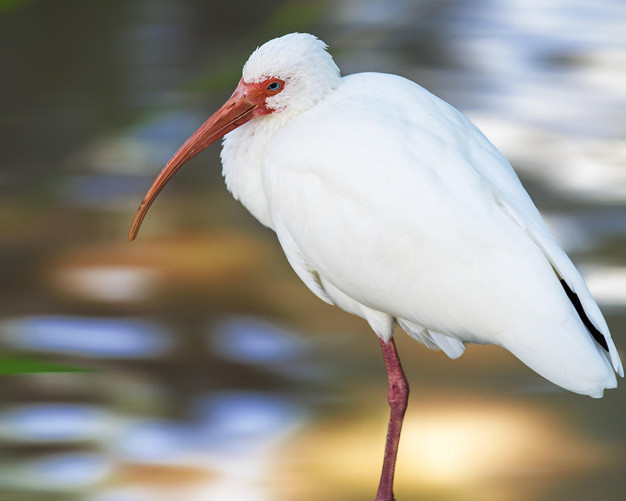 Little White Ibis Photograph by Bill and Linda Tiepelman