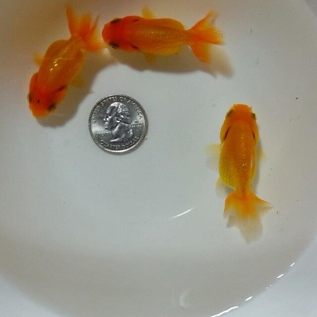 Fish Photograph - ..::little Wigglers::..- #goldfishunion by Joseph Brown
