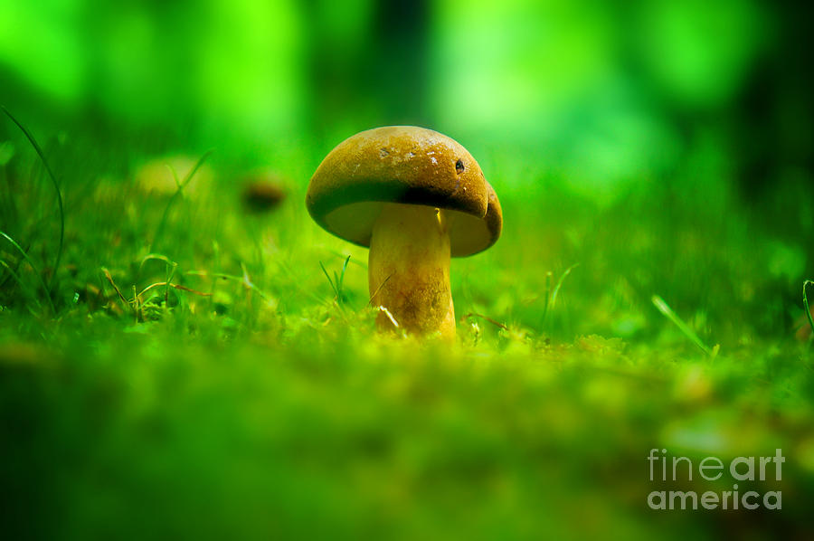 Little Wild Mushroom on a Green Forest Patch Photograph by Beverly Claire Kaiya