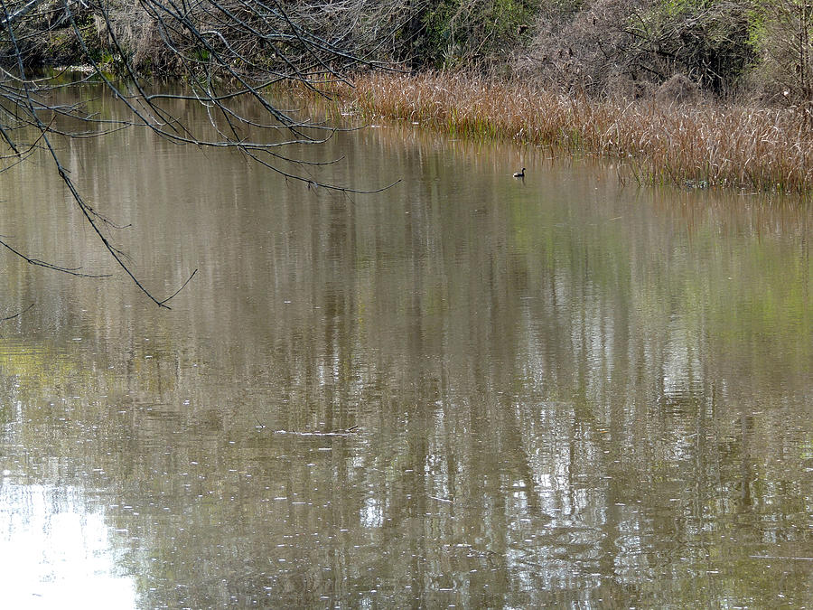 Little Wild Wood Duck In Big Slough Photograph