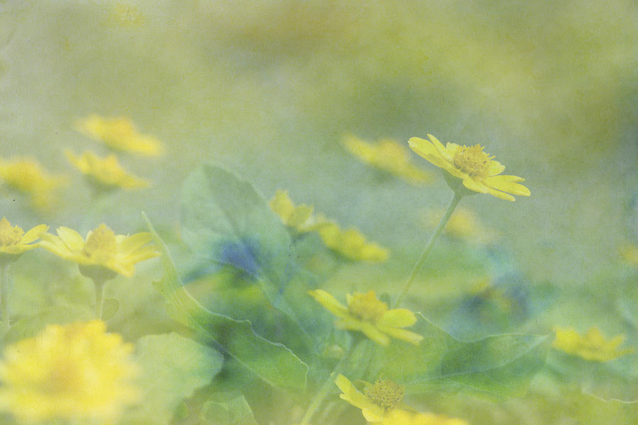 Flowers Still Life Photograph - Little Yellow Beauties by Beverly Claire Kaiya