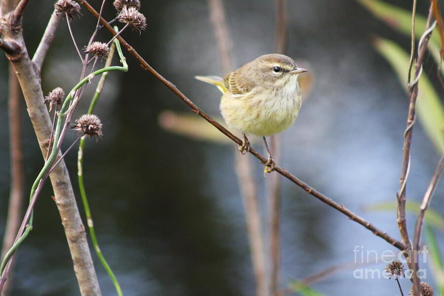  Little Yellow Bird In The Glades Photograph by Christiane Schulze Art And Photography