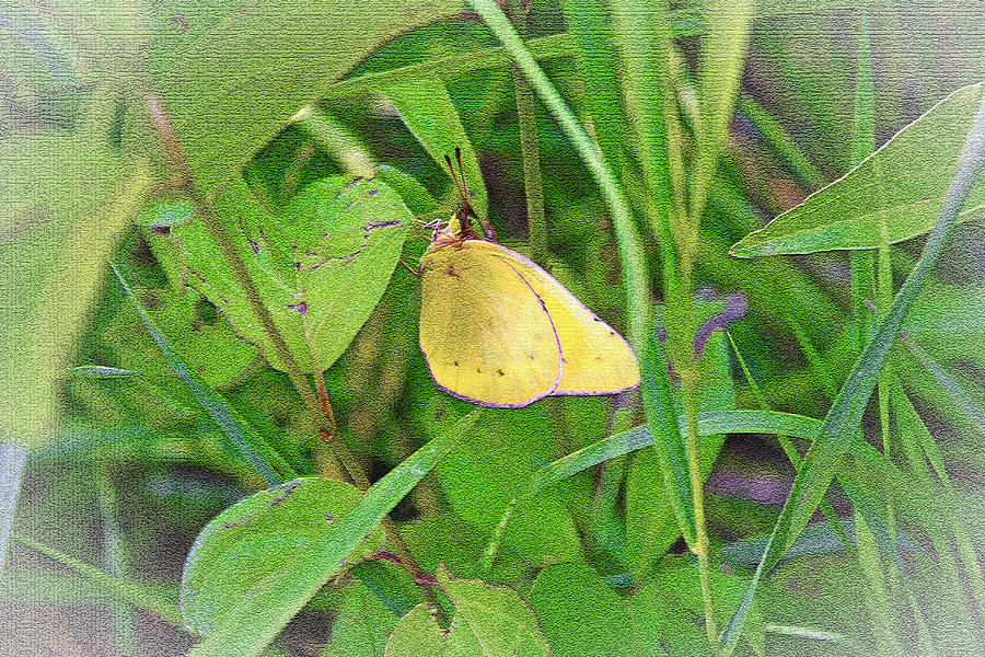 Little Yellow Butterfly Photograph by Barbara Dean
