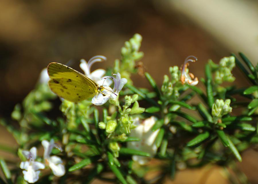 Little Yellow Butterfly on Rosemary Photograph by Rebecca Sherman
