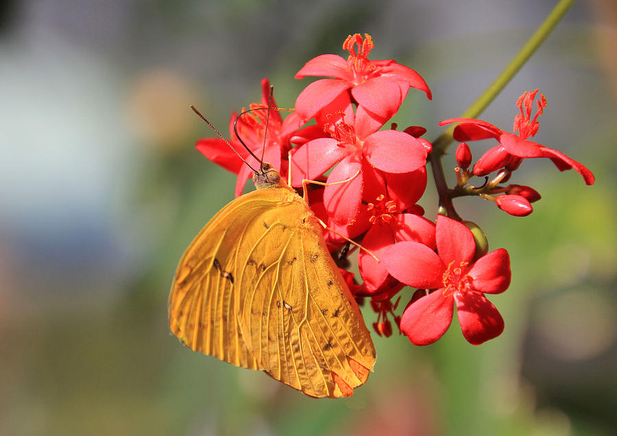Little Yellow Butterfly Photograph by Rosalie Scanlon