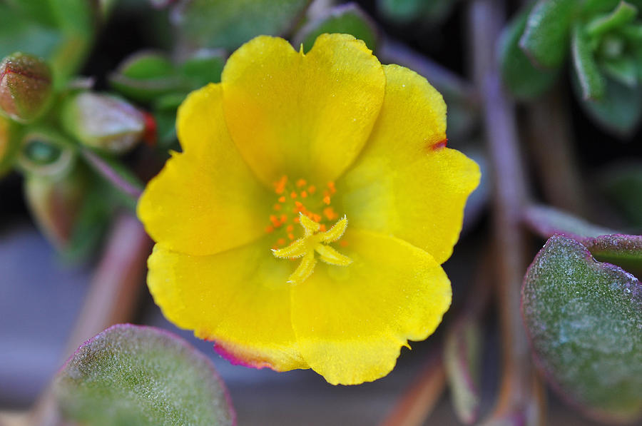 Little Yellow Flower Photograph by Brittany Horton - Fine Art America